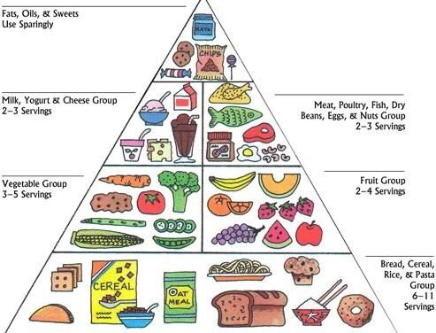 The Essential Food Groups and Why Your Body Needs Them
