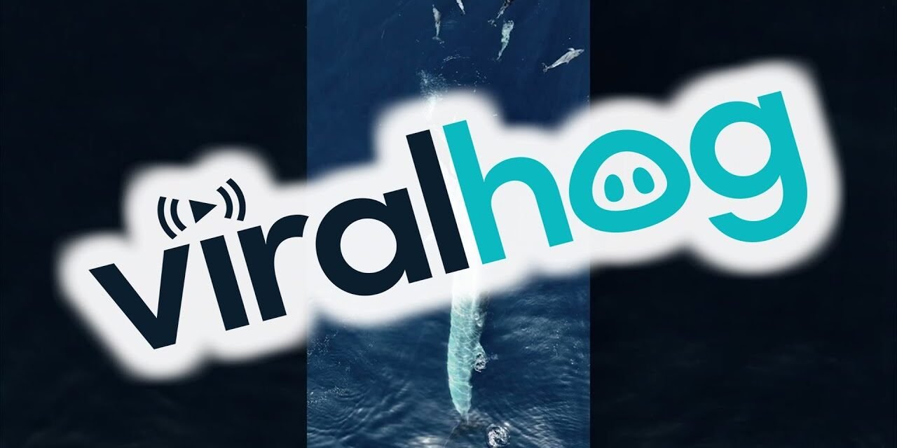 Amazing Aerial View of Whale Feeding || ViralHog