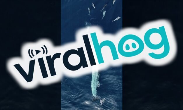 Amazing Aerial View of Whale Feeding || ViralHog