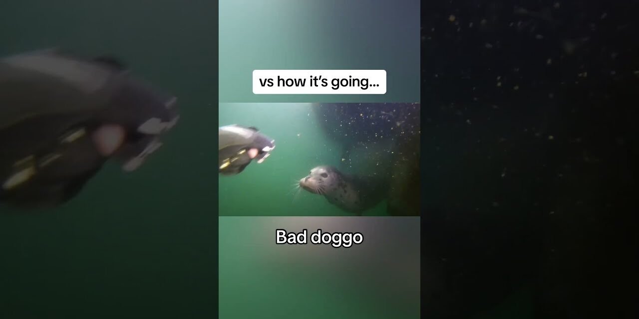 Scuba diver attacked by harbor seal #diver #scuba #seal #diver #sealion #ocean #fishing #animals