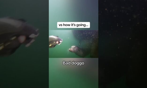 Scuba diver attacked by harbor seal #diver #scuba #seal #diver #sealion #ocean #fishing #animals
