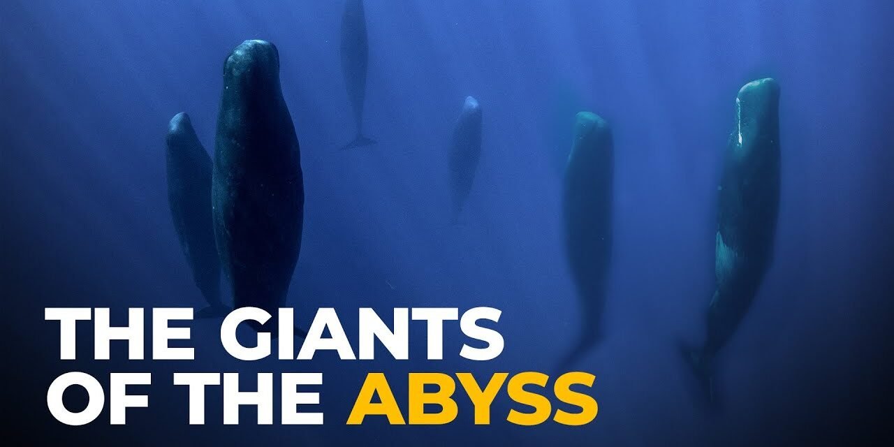 The Insane Biology of: The Sperm Whale