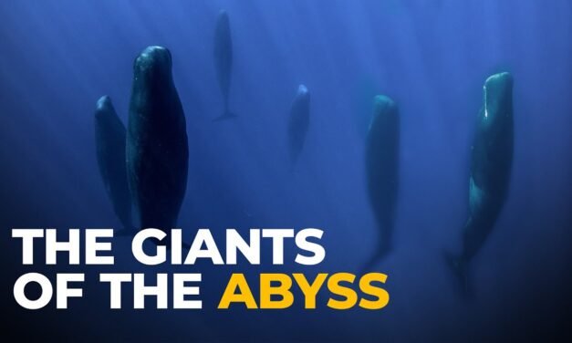 The Insane Biology of: The Sperm Whale