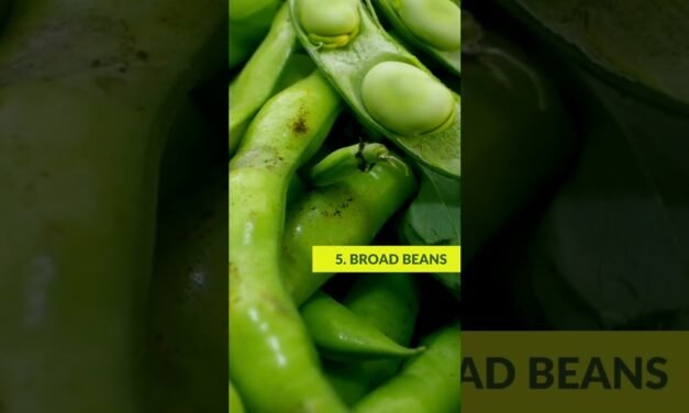 Top 10 Foods High In Tyramine #tyraminefoods #healthyfood #superfoods