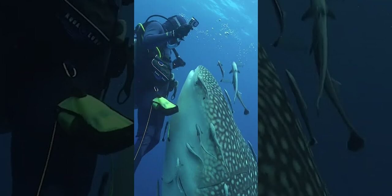 CLOSE ENCOUNTER WITH A WHALE SHARK