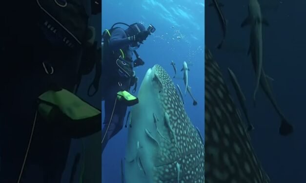 CLOSE ENCOUNTER WITH A WHALE SHARK