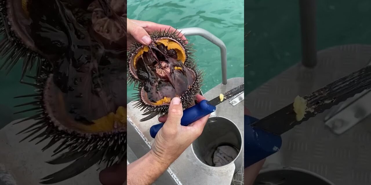 Have you tried Kina? #kina #uni #seaurchin #diving #kai #kaimoana #freediving #seafood #eating #food