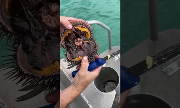 Have you tried Kina? #kina #uni #seaurchin #diving #kai #kaimoana #freediving #seafood #eating #food