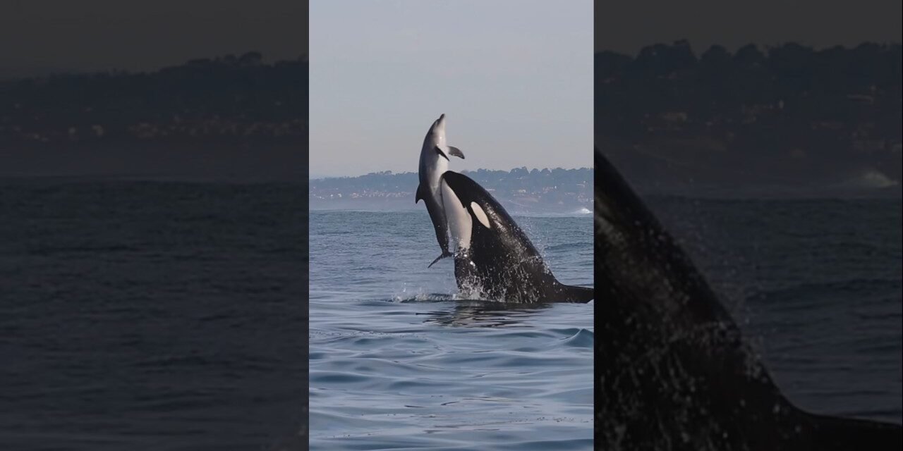 Killer Whales will never be denied! Amazing clip from Gone Whale Watching in San Diego! #orca