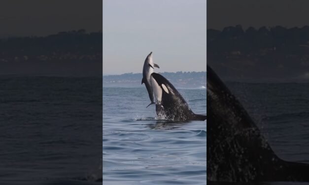 Killer Whales will never be denied! Amazing clip from Gone Whale Watching in San Diego! #orca