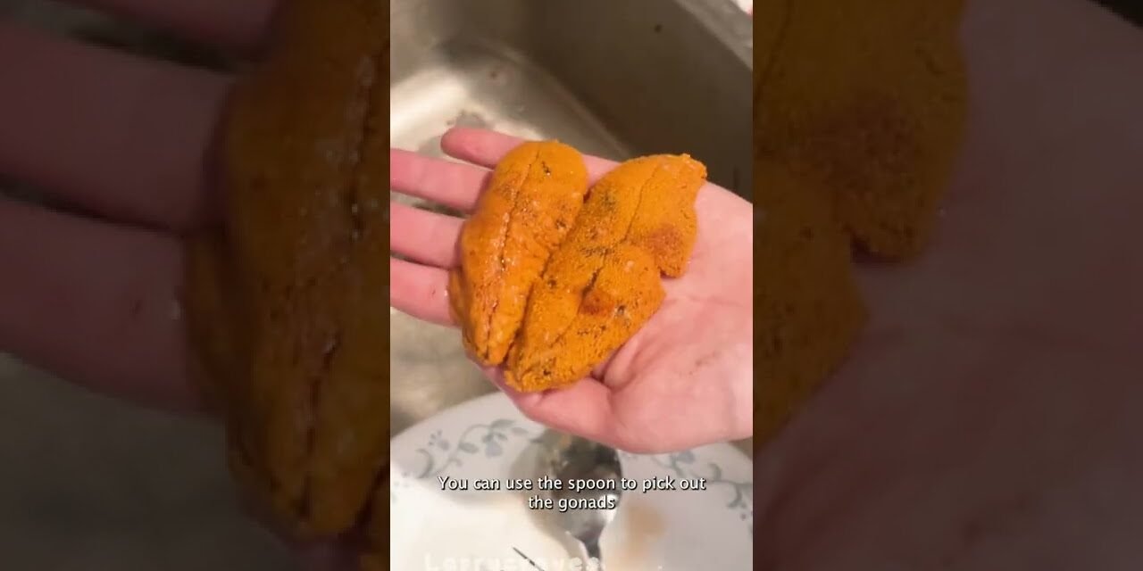 Easiest way to crack open a spiky sea urchin for the uni!