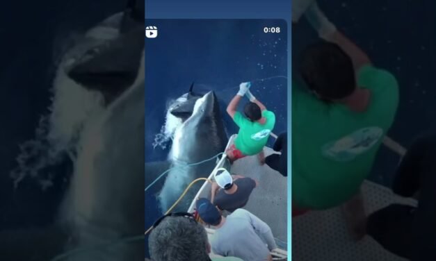Massive Great White Shark eats fisherman’s Tuna. New undies please. #shorts #greatwhiteshark