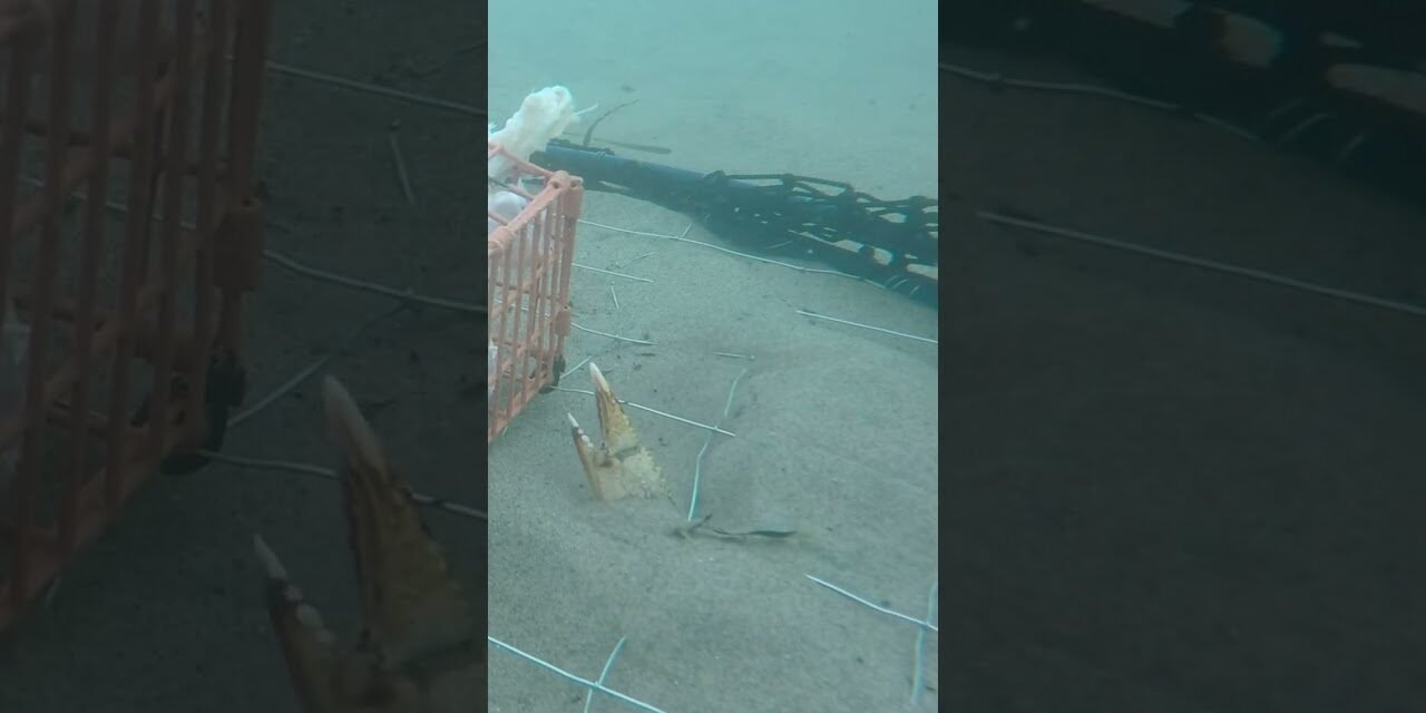 THE CRAZIEST UNDERWATER CRAB FOOTAGE!!!