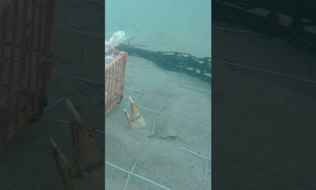 THE CRAZIEST UNDERWATER CRAB FOOTAGE!!!