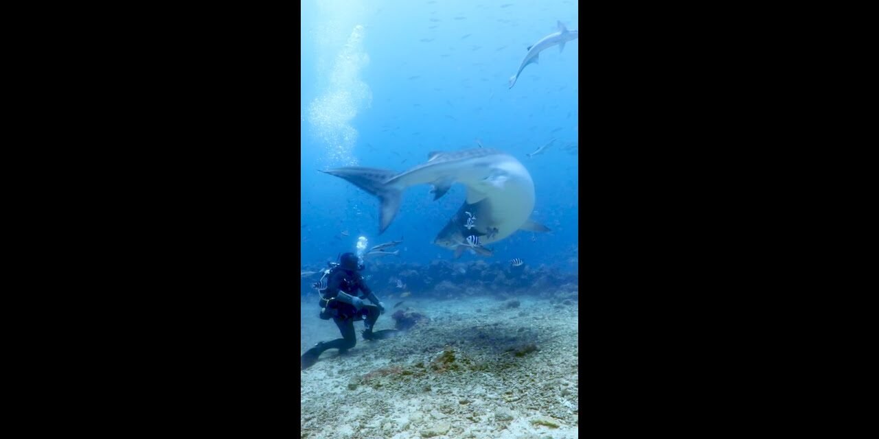 Tiger shark turns on diver
