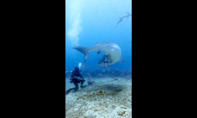 Tiger shark turns on diver