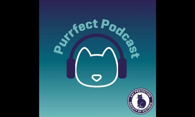 Cat Nutrition Myths Busted