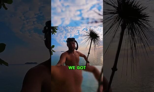 Diving For Dinner: What They Made Shocked Everyone!