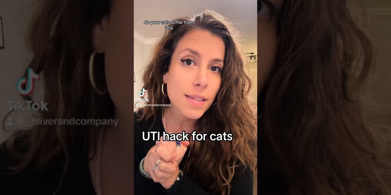Feline urinary track infection hack #uti #cat #cats #health #animals #hacks