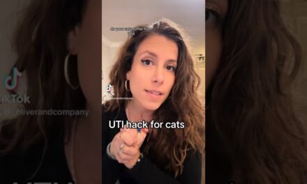Feline urinary track infection hack #uti #cat #cats #health #animals #hacks
