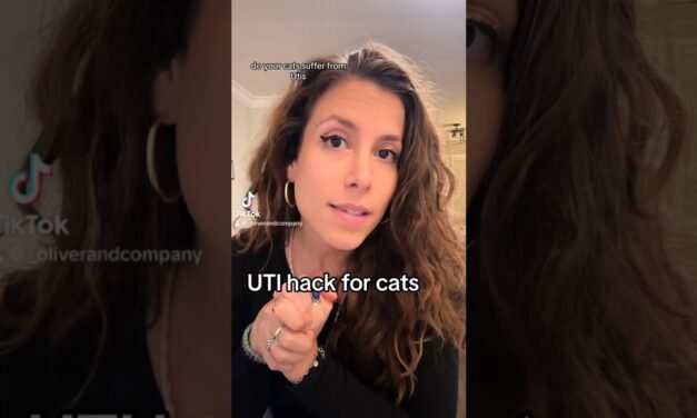 Feline urinary track infection hack #uti #cat #cats #health #animals #hacks