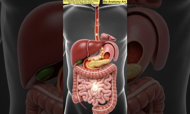 The Shocking Journey of Your Food: A Deep Dive into Your Digestive System Bio Anatomy Art|Gut Health
